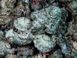 Image of Devil scorpionfish