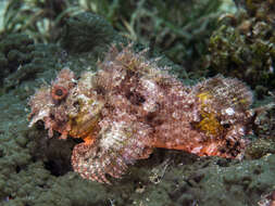 Image of scorpionfishes