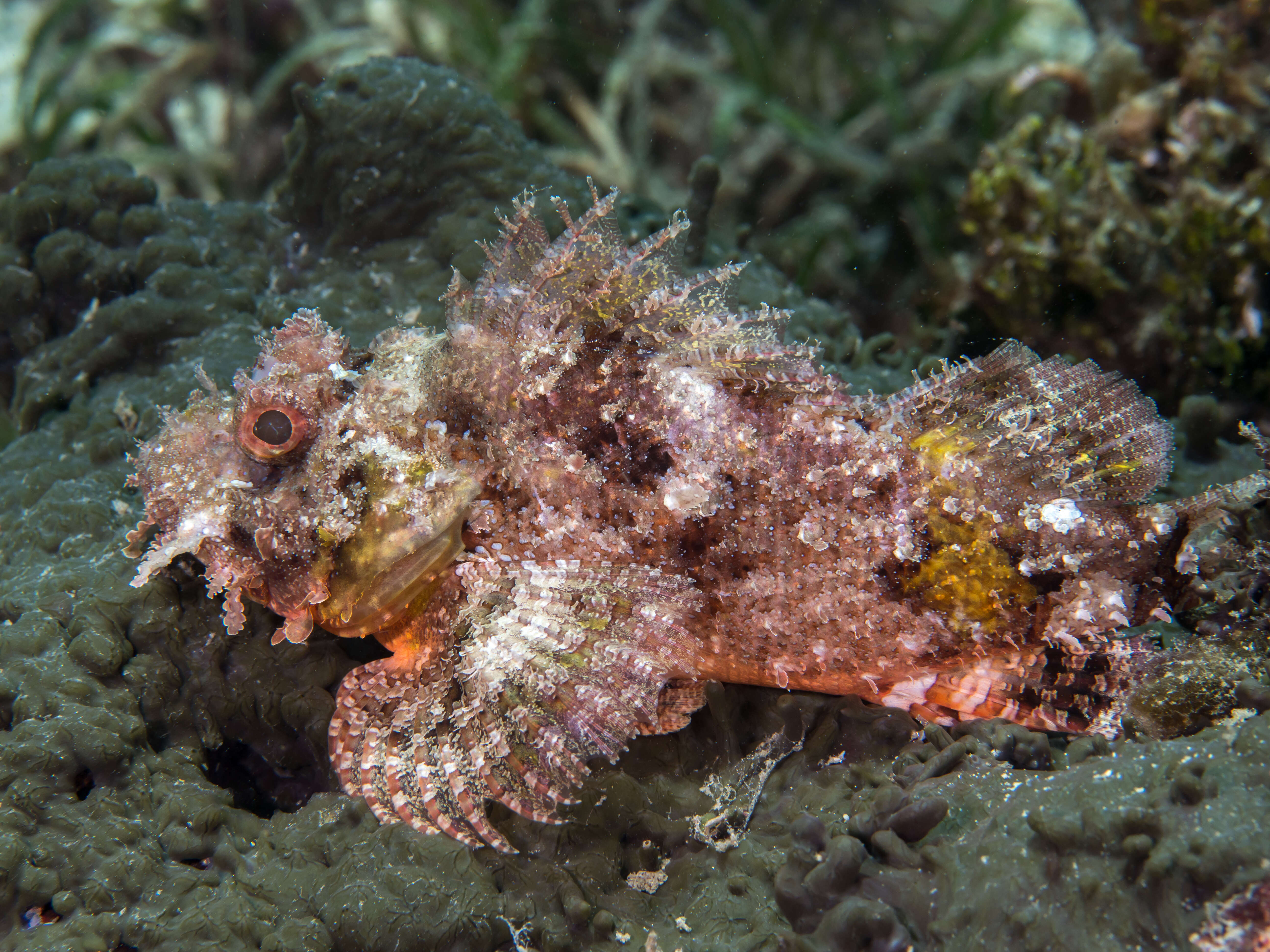 Image of scorpionfishes