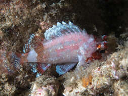 Image of scorpionfishes