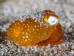 Image of Koch's Bottletail Squid