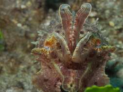 Image of Broadclub Cuttlefish