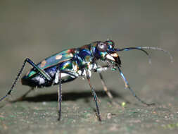 Imagem de Cicindela (Cosmodela) aurulenta Fabricius 1801