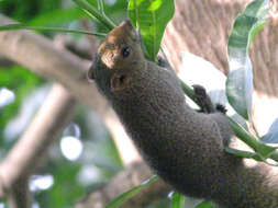 Image of Pallas's Squirrel