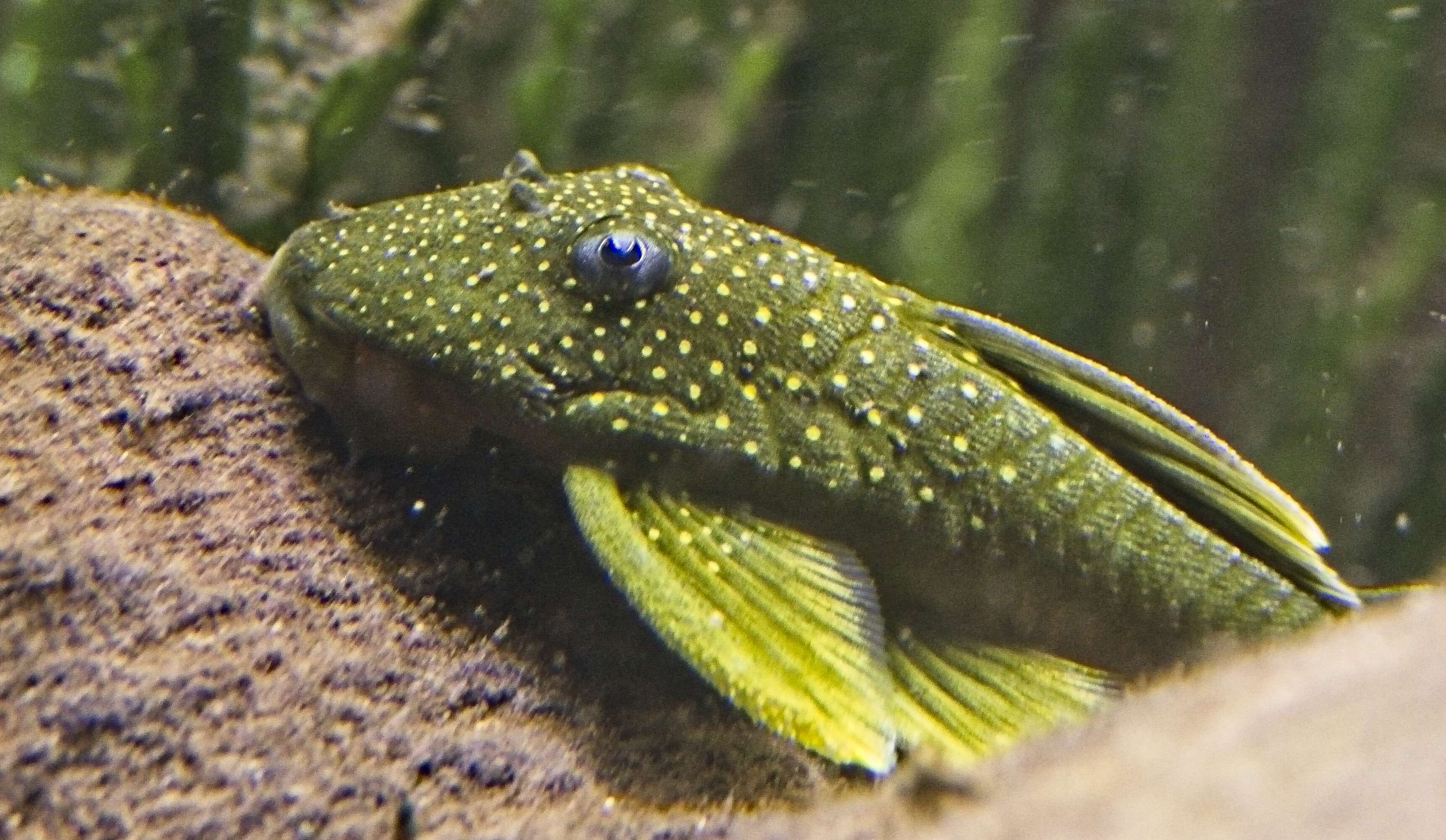 Image of suckermouth armored catfishes