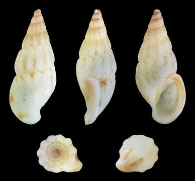 Image of Thick-lipped spire shell