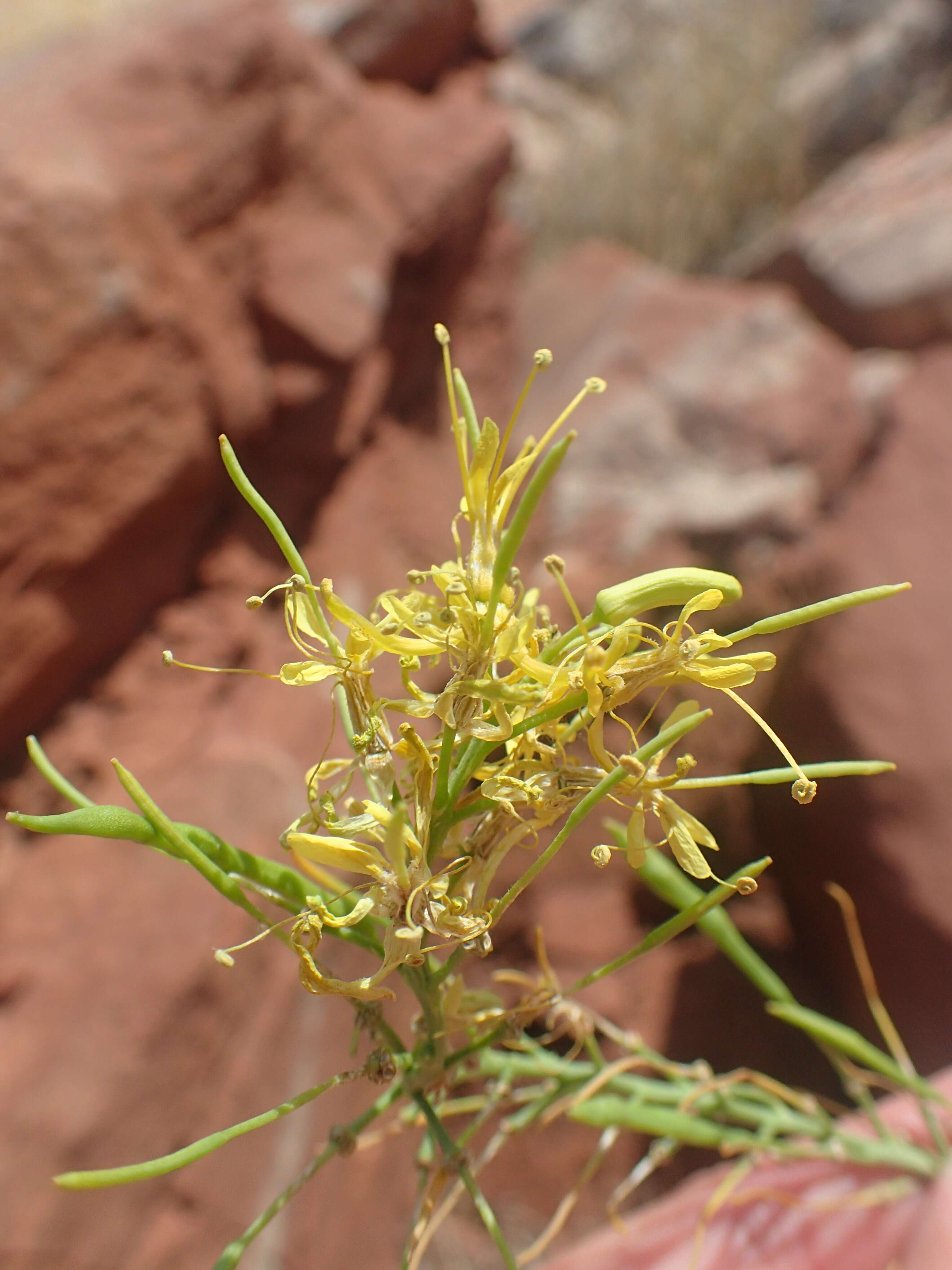 Image of Cleome lutea