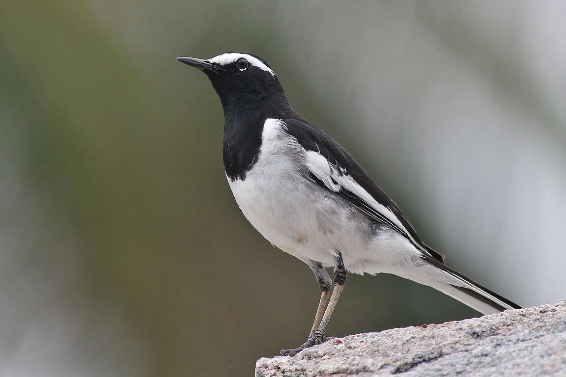 Image of White-browed Wagtail