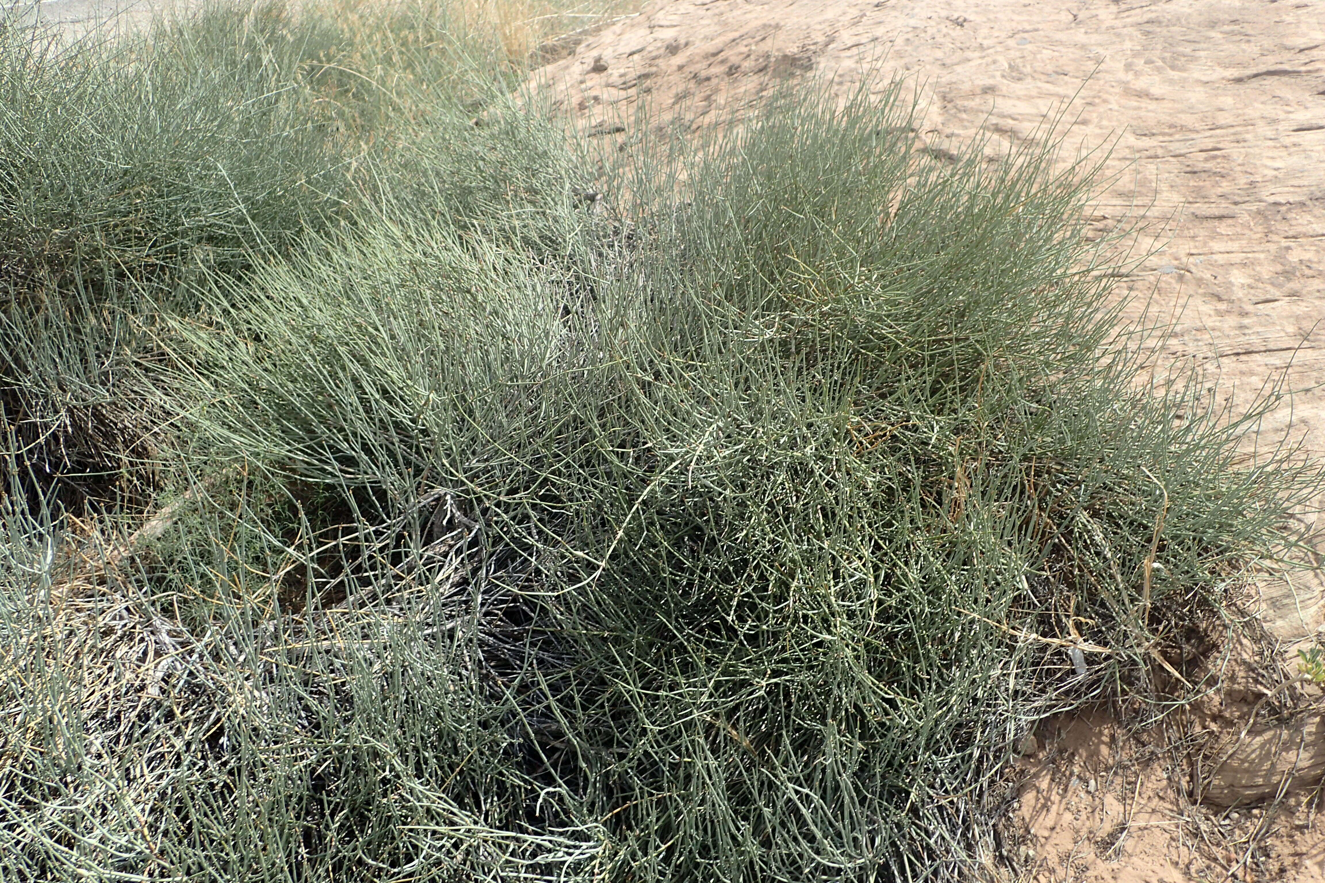 Image of Green Ephedra