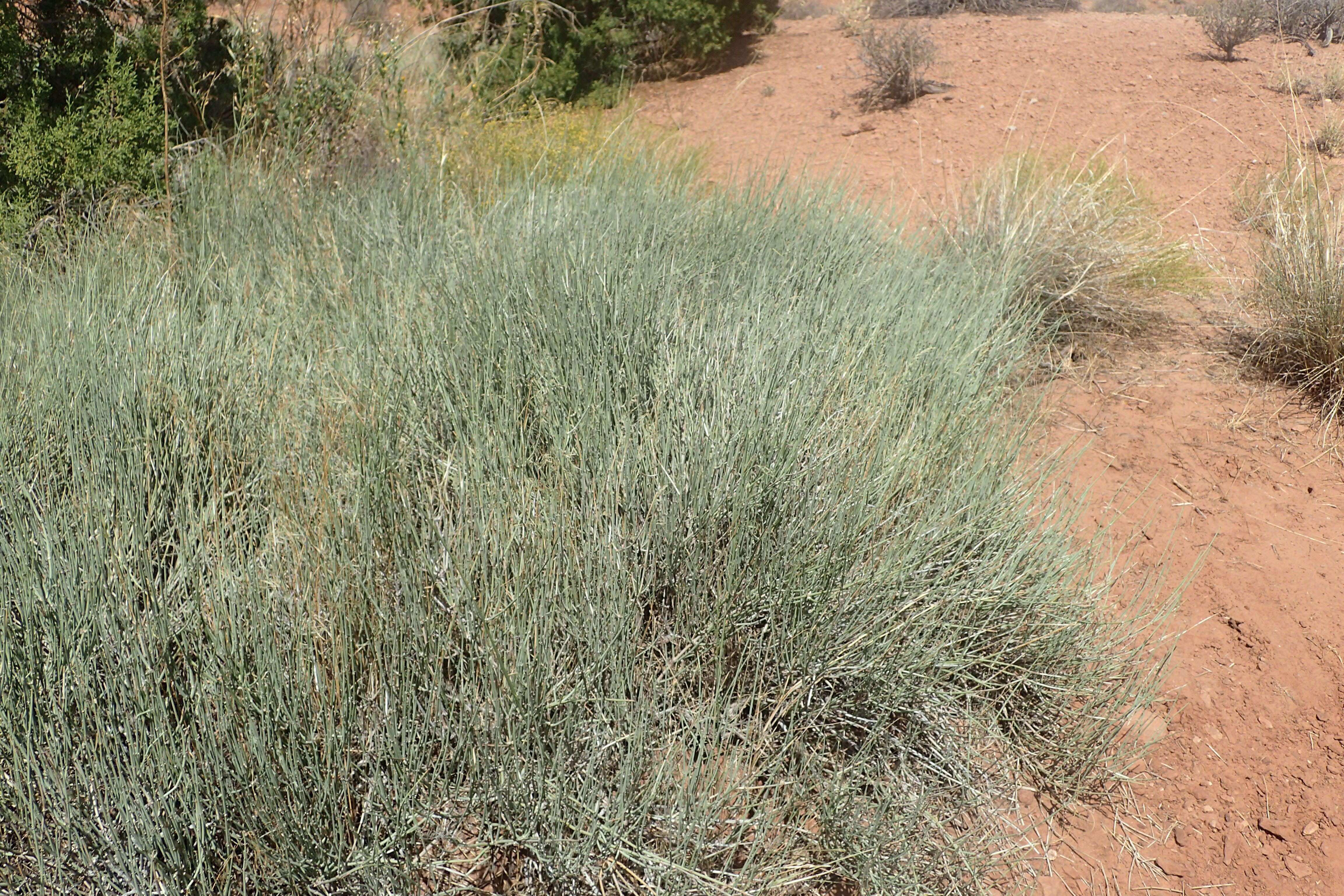 Image of Green Ephedra