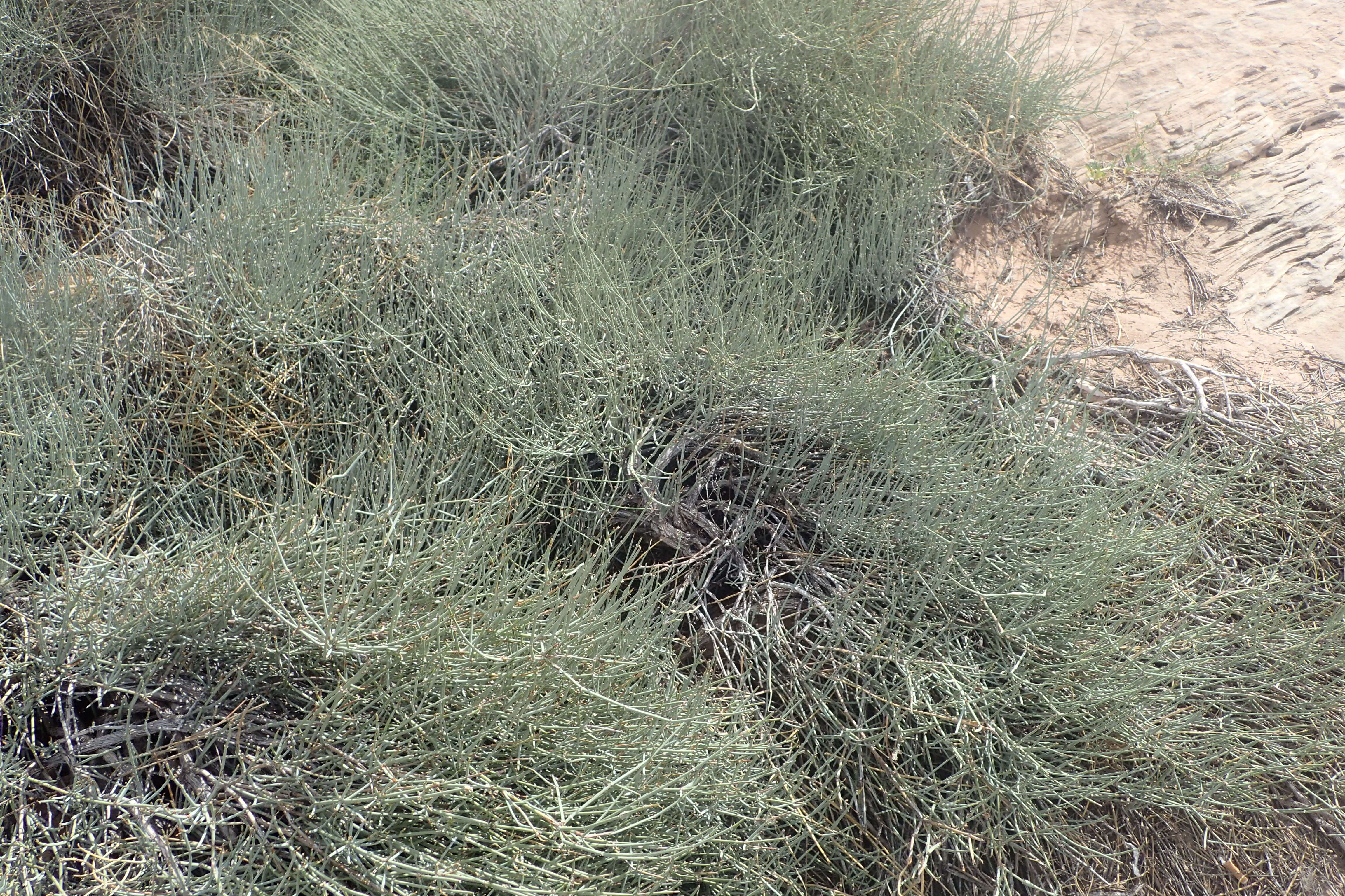 Image of Green Ephedra