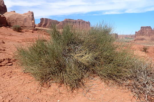 Image of Green Ephedra