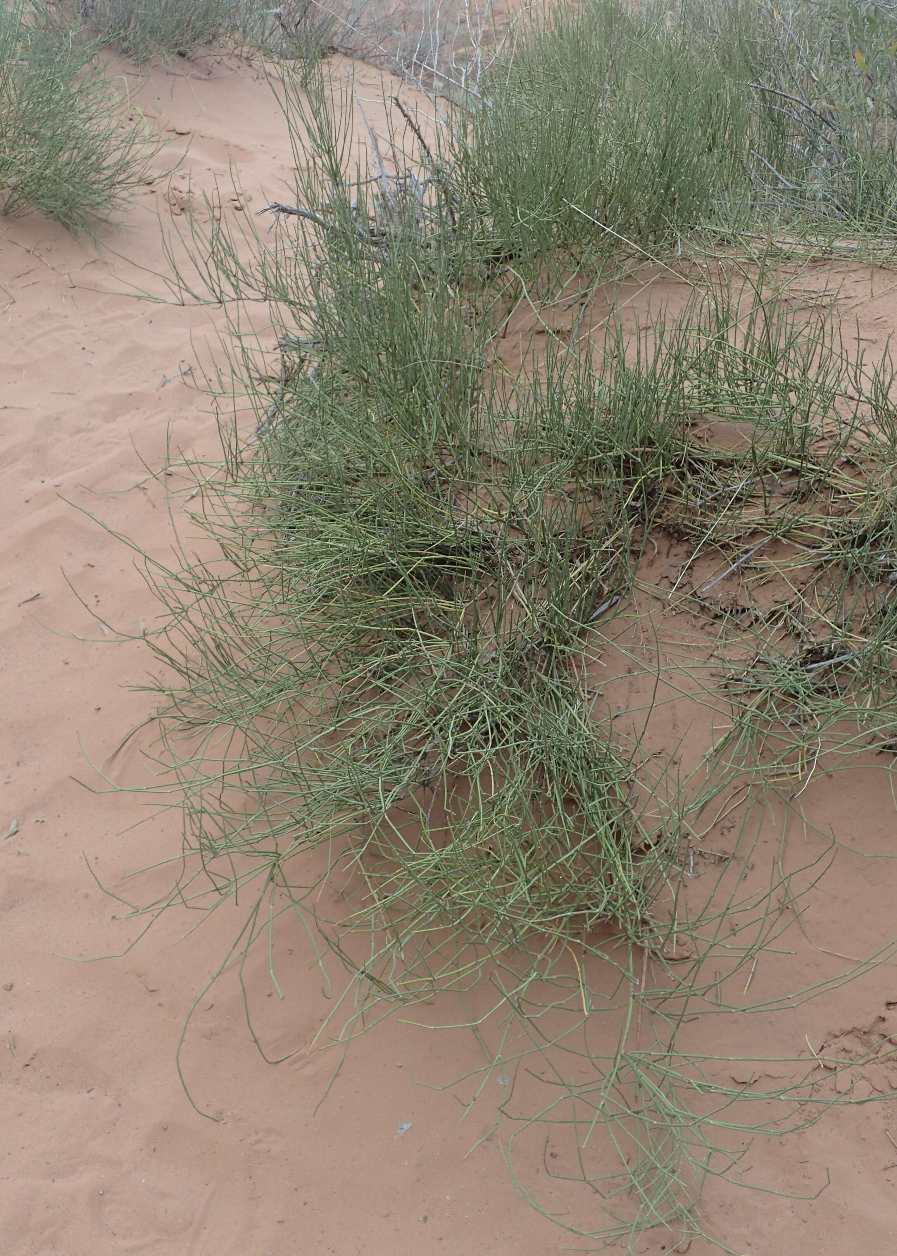 Image of Green Ephedra