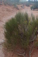 Image of Green Ephedra