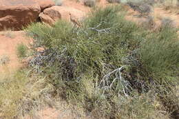 Image of Green Ephedra