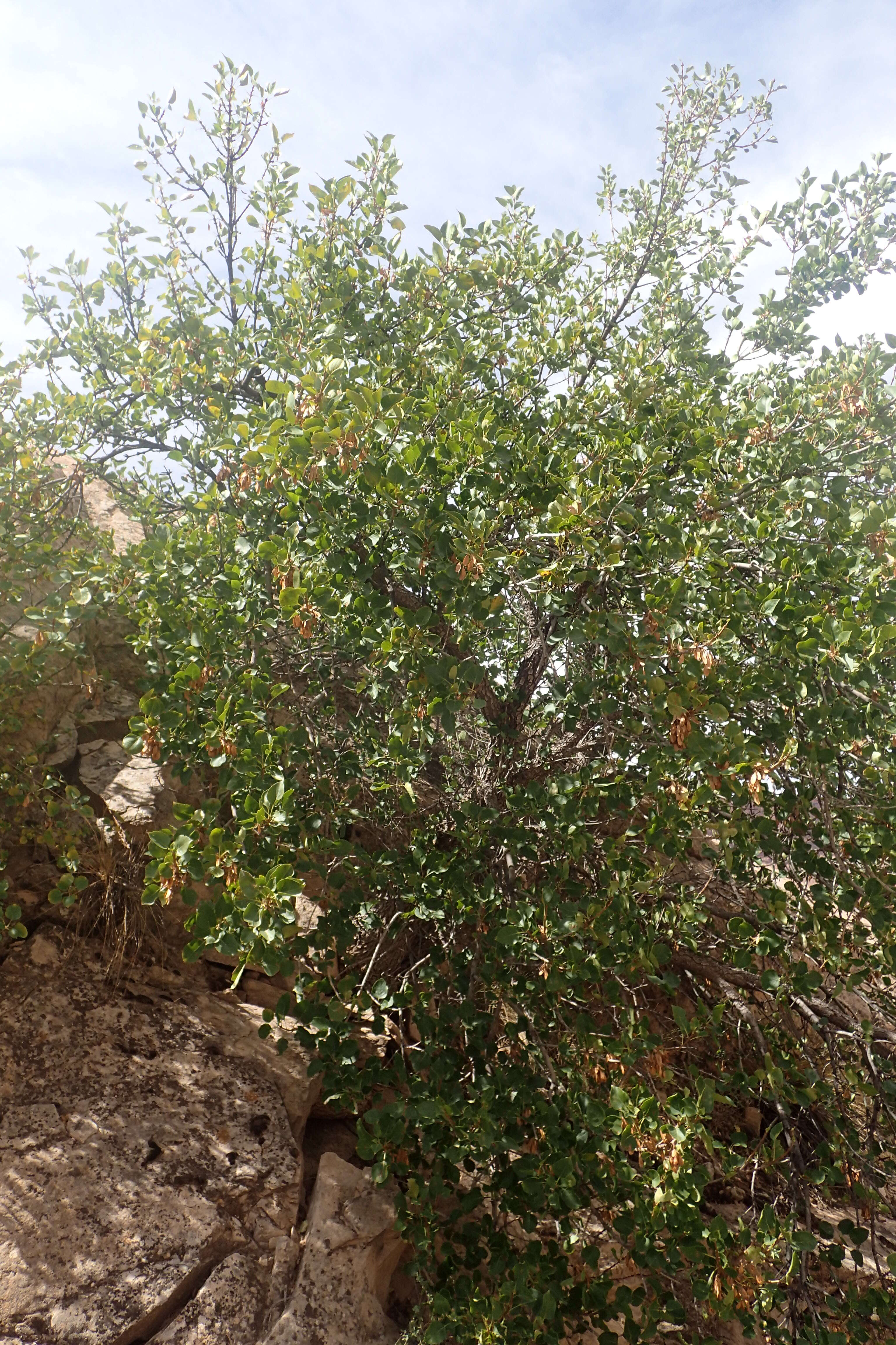 Image of single-leaf ash