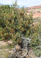 Image of single-leaf ash