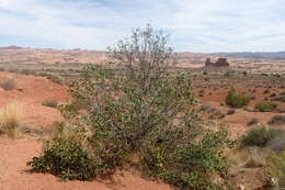 Image of single-leaf ash