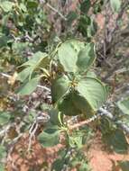 Image of single-leaf ash