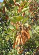 Image of single-leaf ash