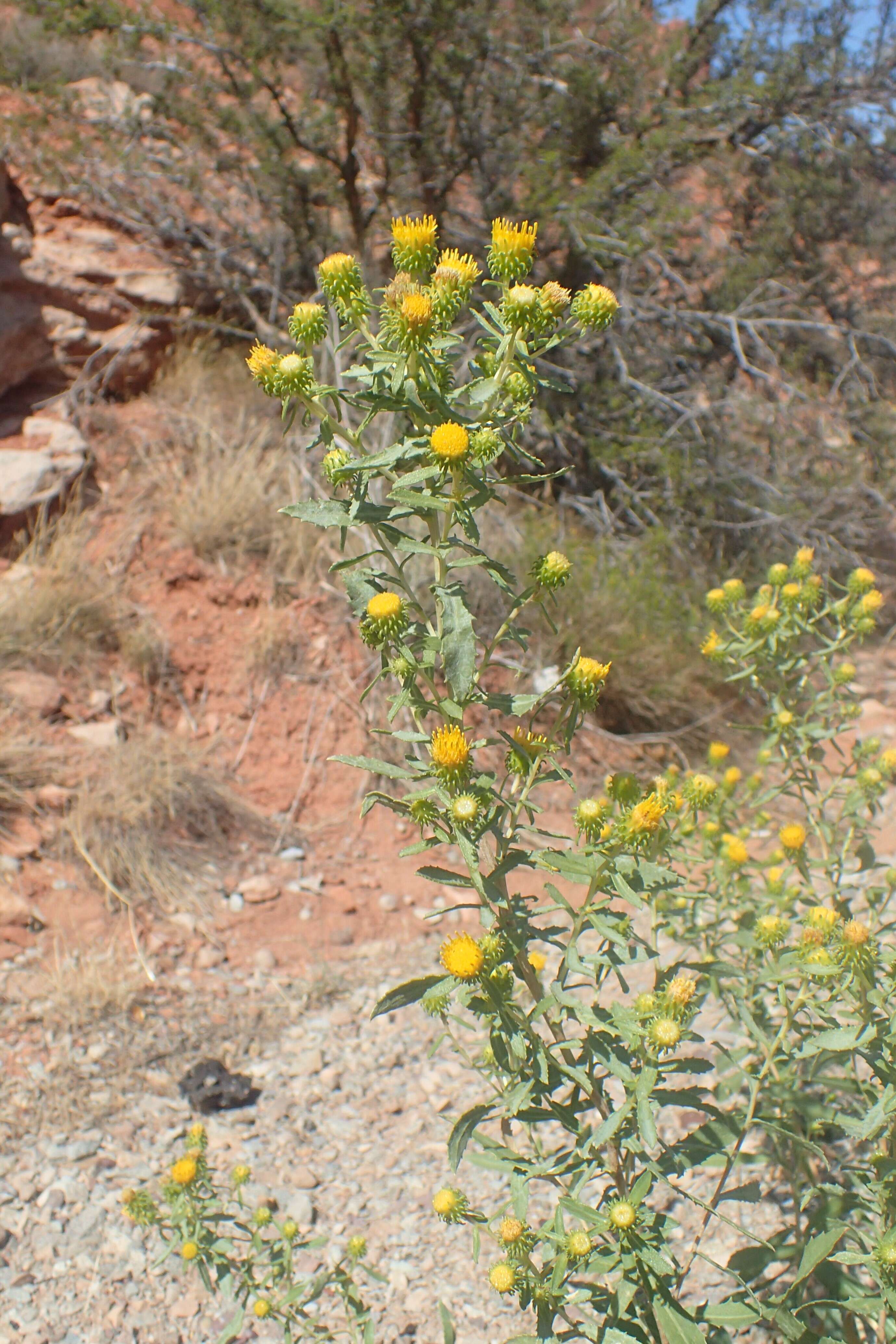 Grindelia nana resmi