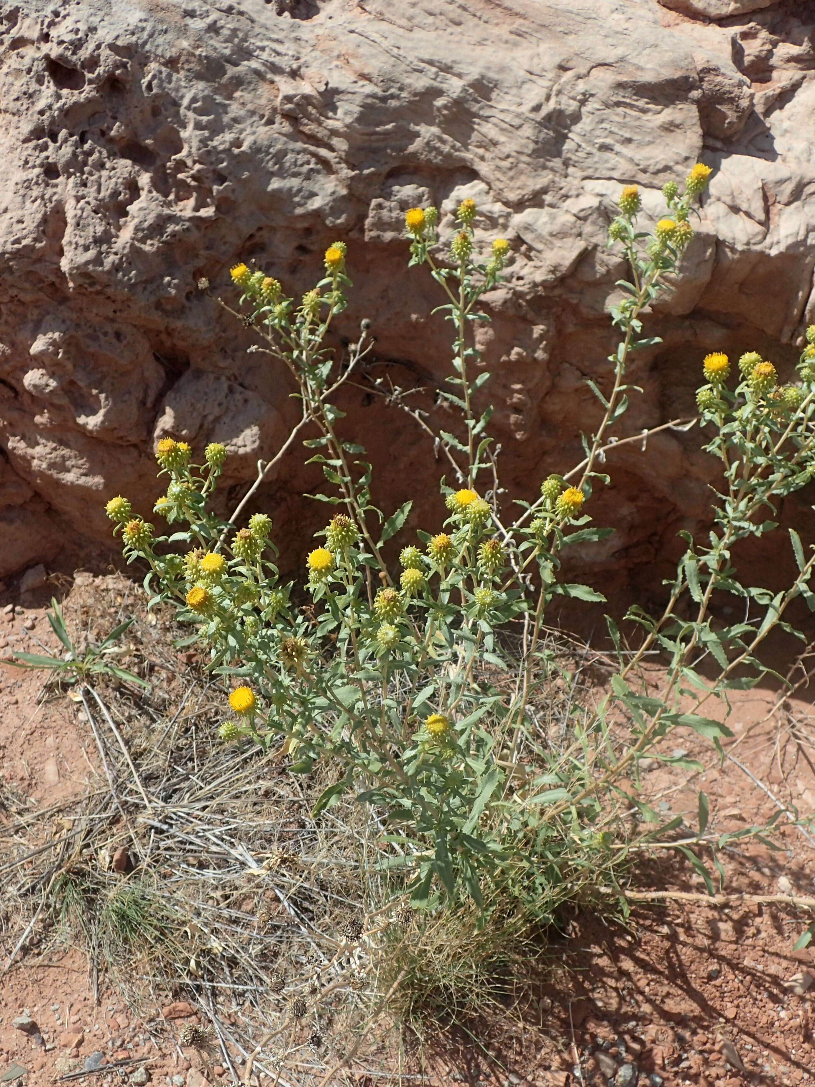 Grindelia nana resmi