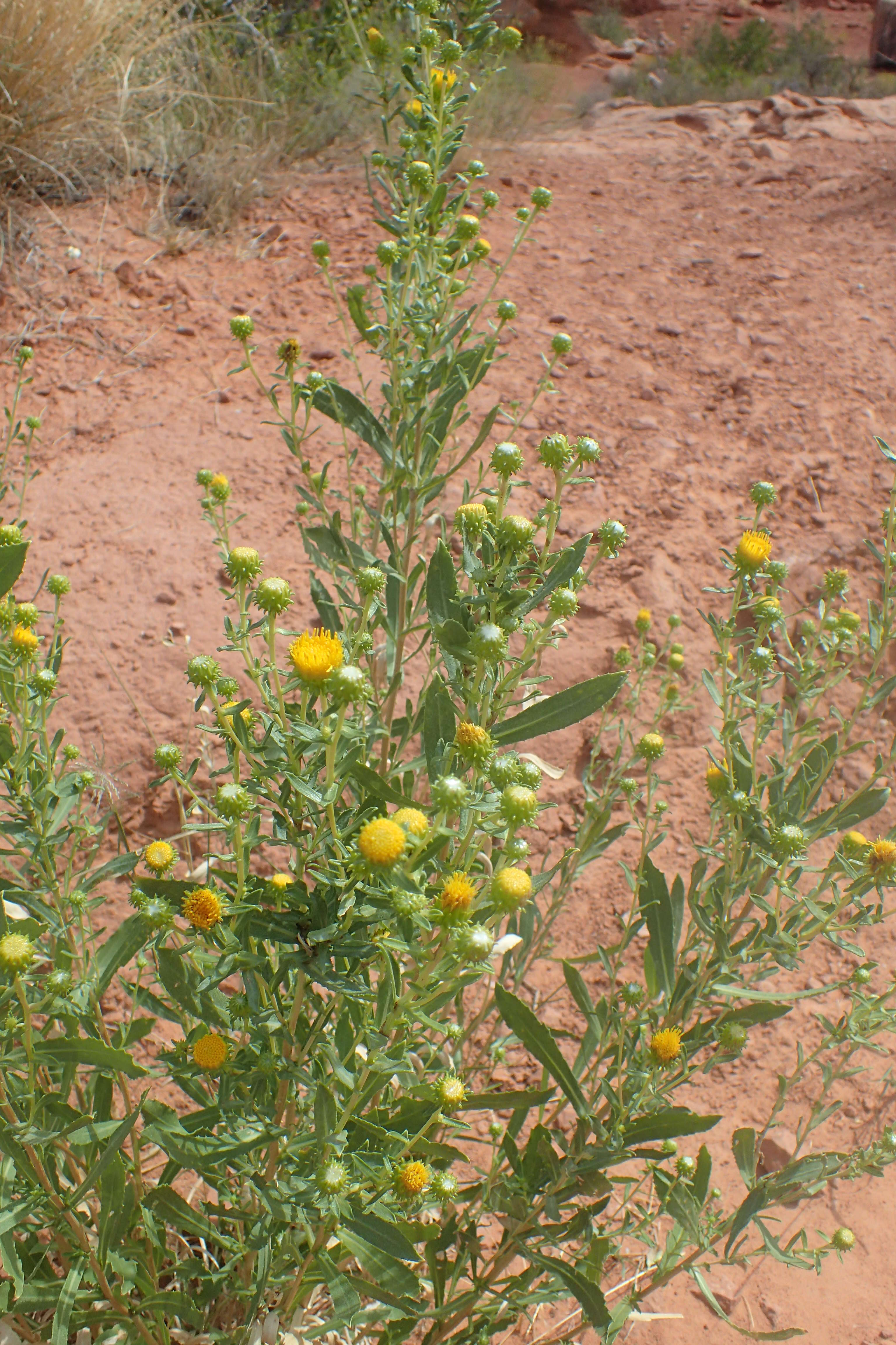 Grindelia nana resmi