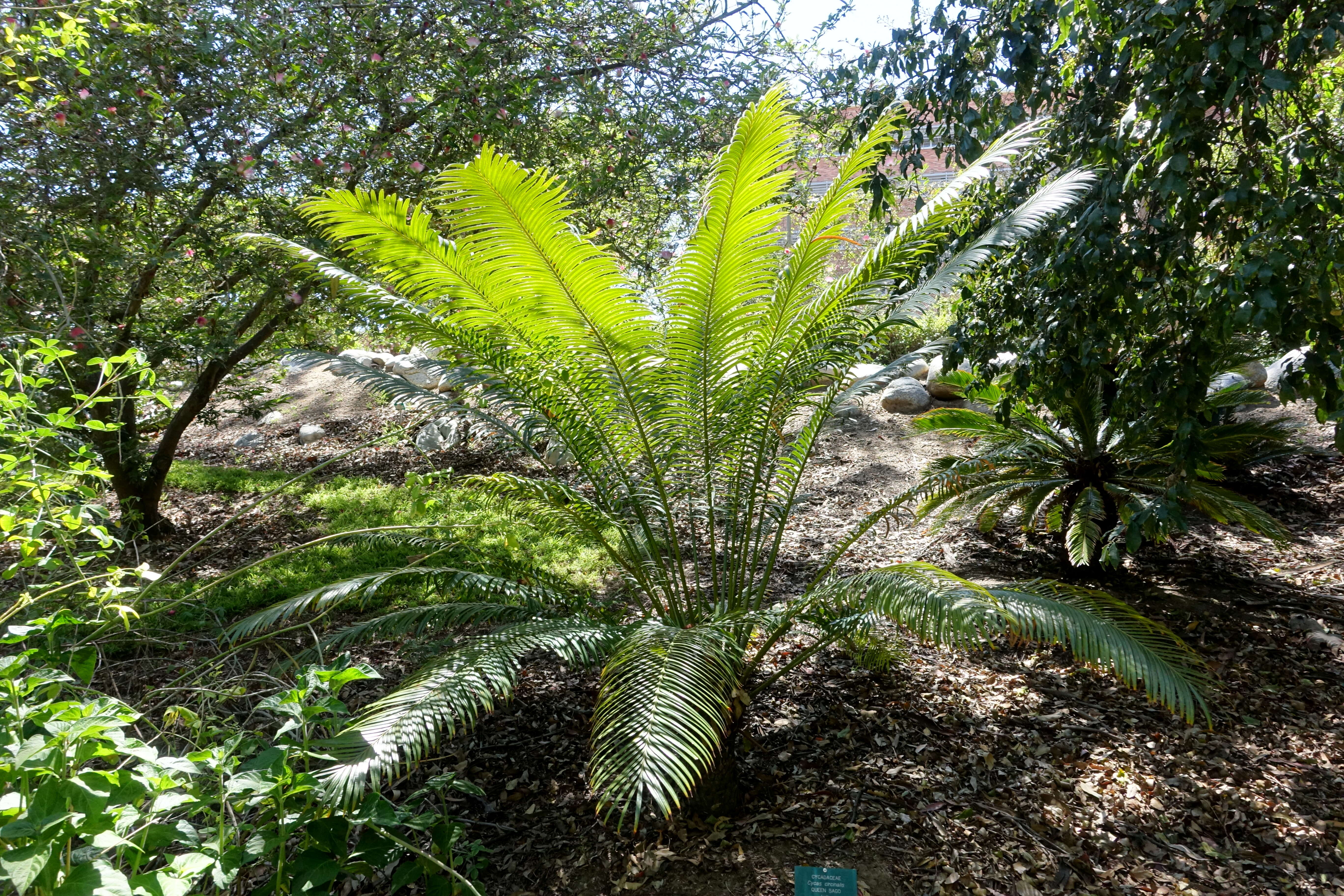 Image of Crozier cycas