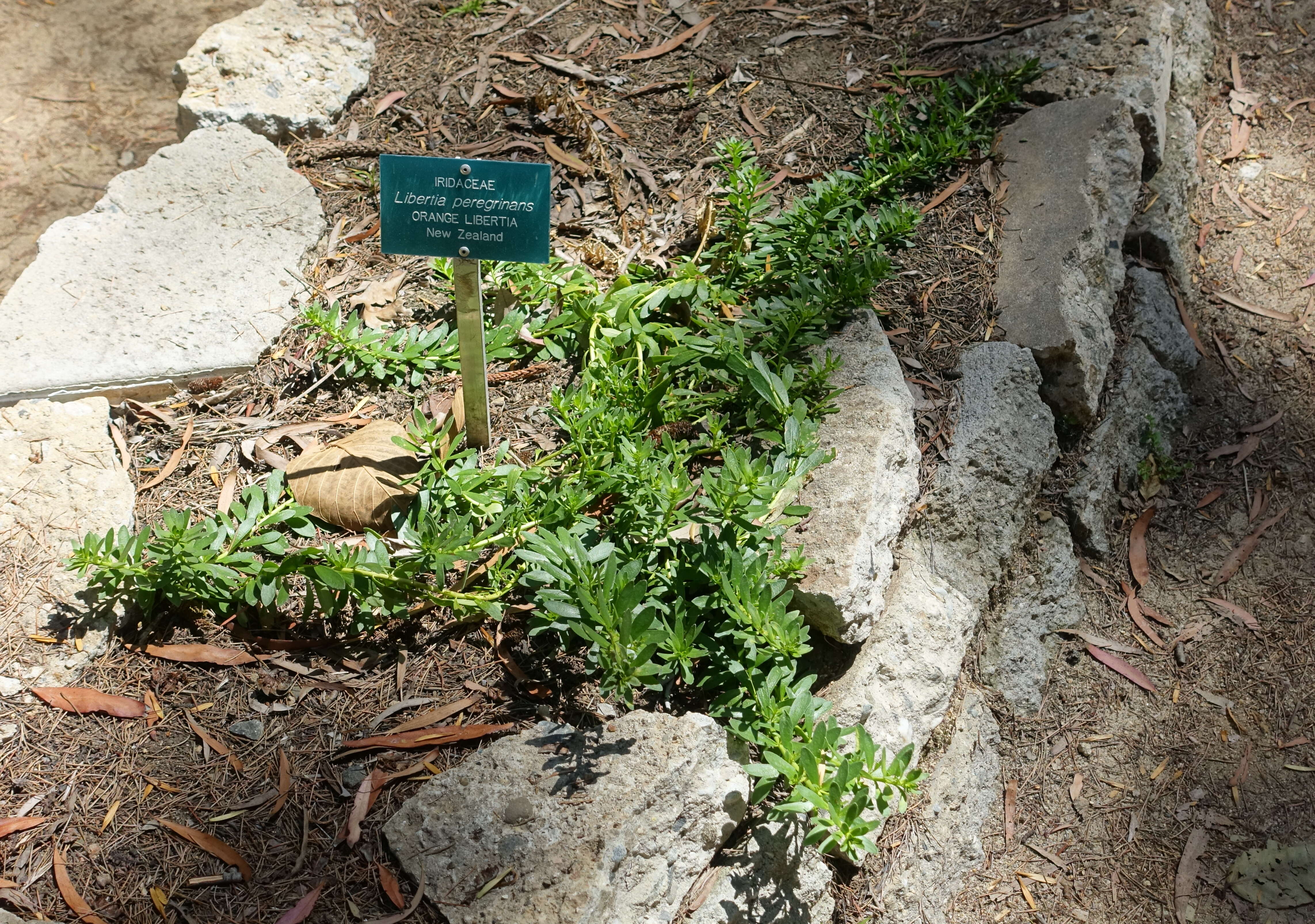 Image of Libertia peregrinans Cockayne & Allan