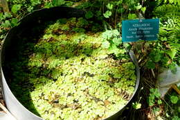 صورة Azolla filiculoides Lam.