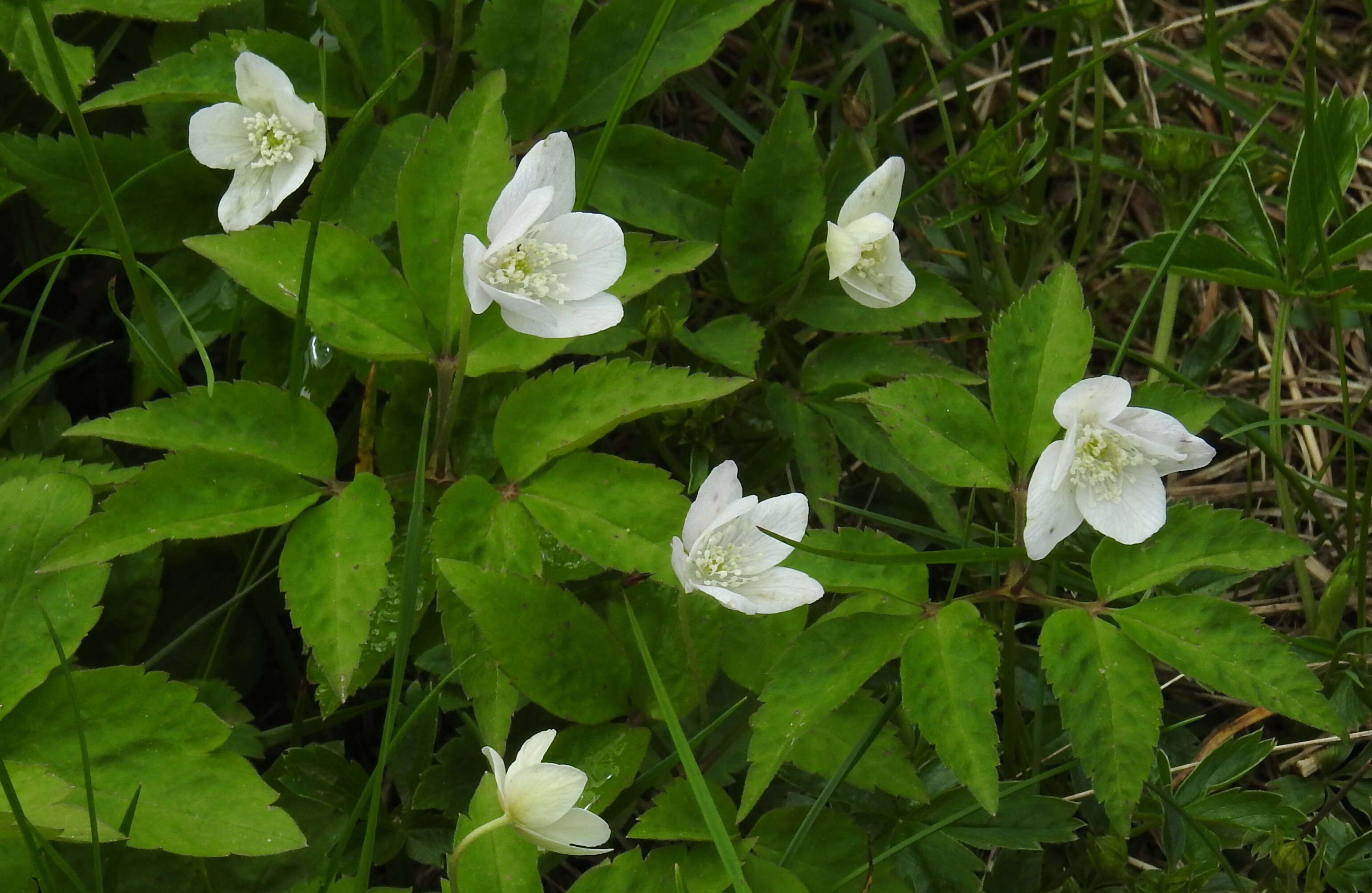 Image of Anemone trifolia L.