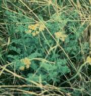 Image of desert biscuitroot