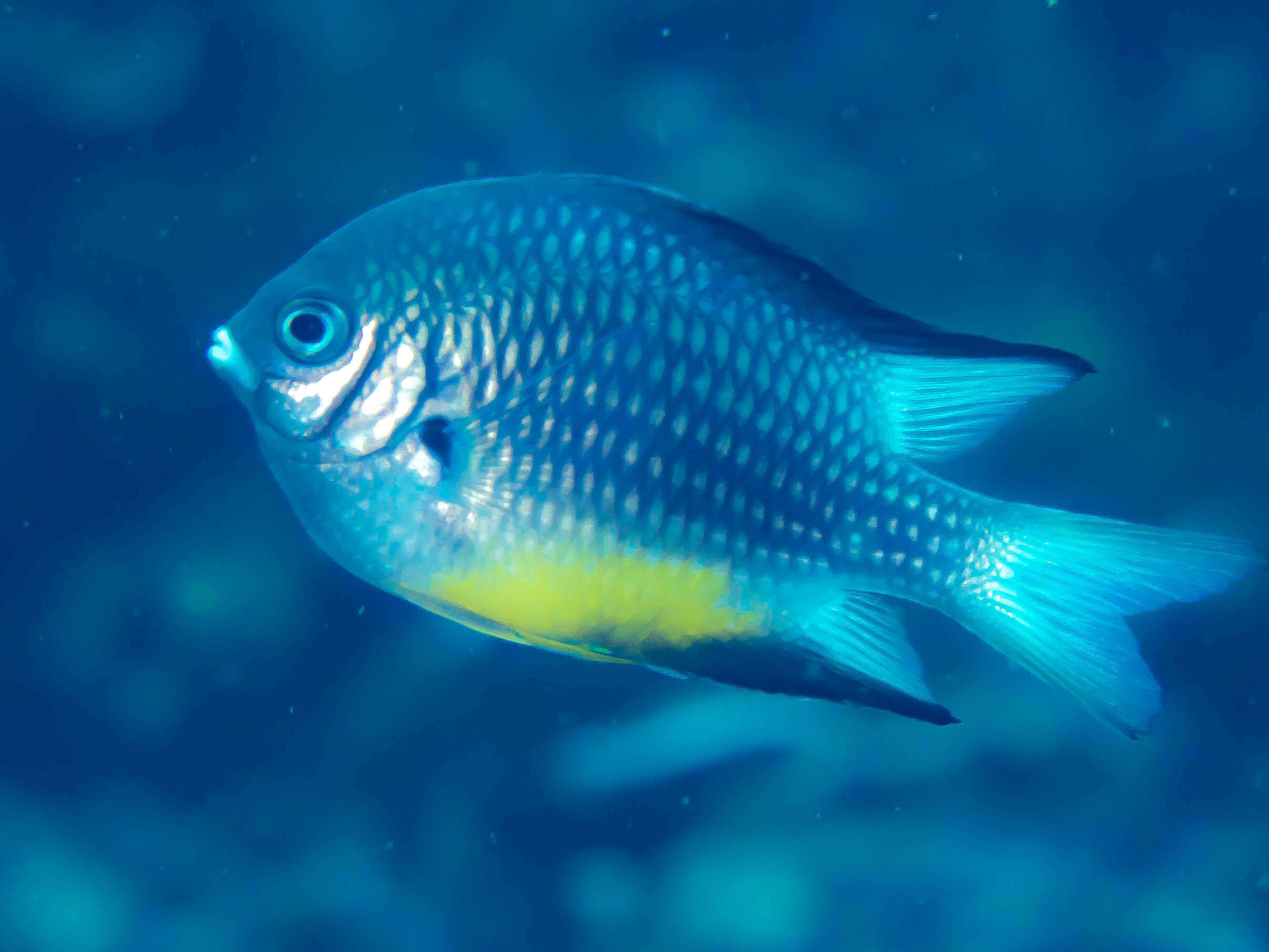 Image of White-belly damsel