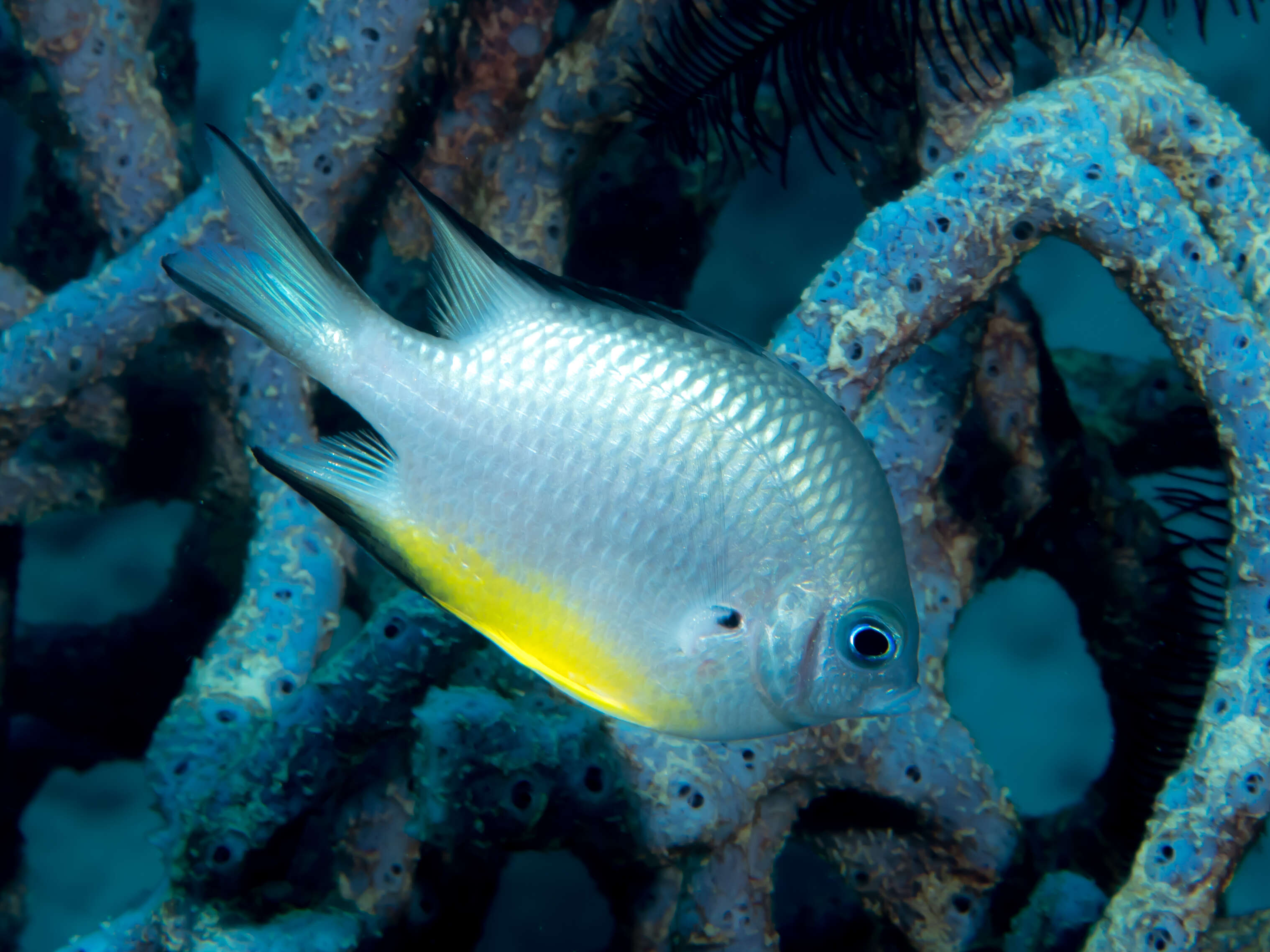 Image of White-belly damsel