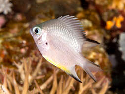 Image of White-belly damsel