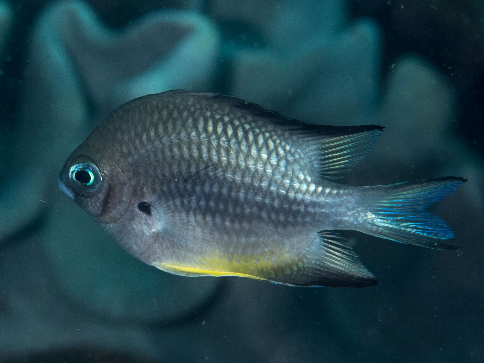 Image of White-belly damsel