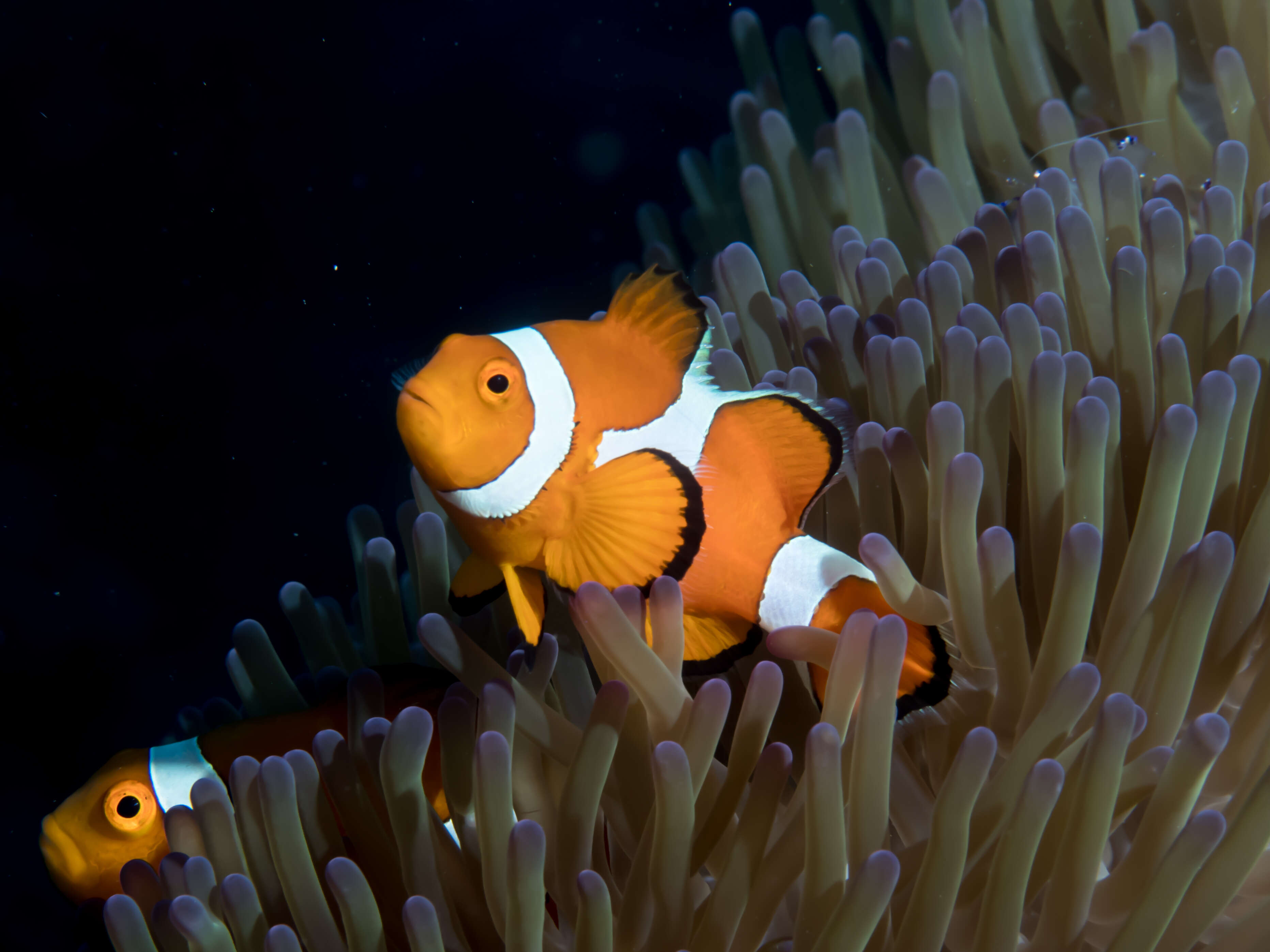 Image of Common clownfish