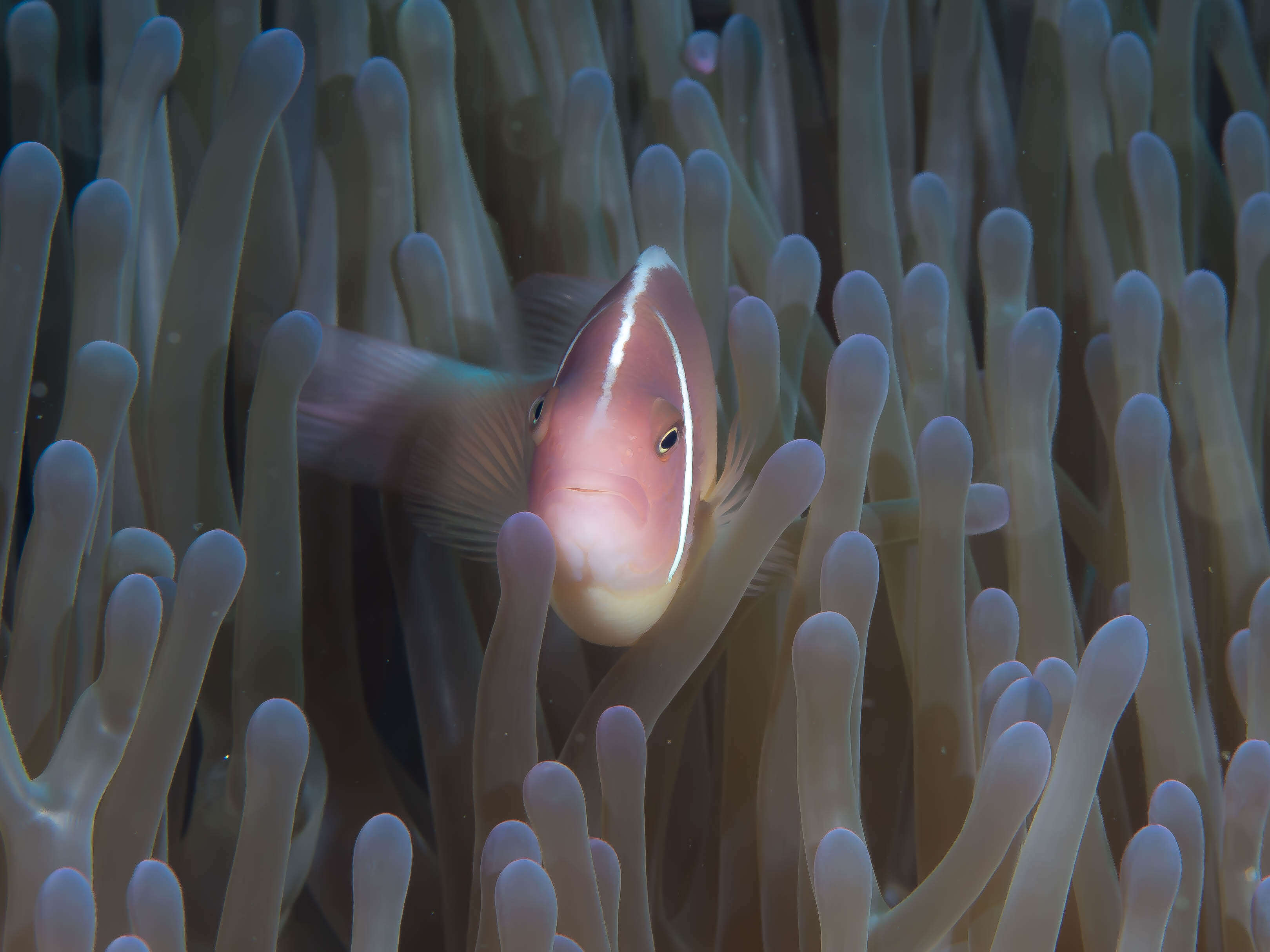 Image of Pink anemonefish