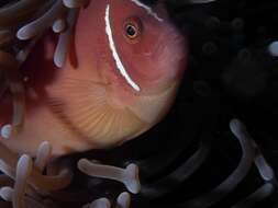 Image of Pink anemonefish