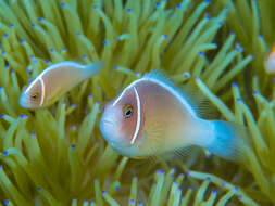 Image of Pink anemonefish