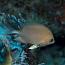 Plancia ëd Chromis amboinensis (Bleeker 1871)