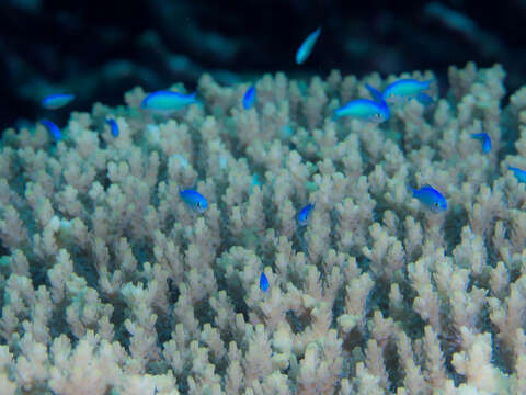 Image of Blue Green Chromis