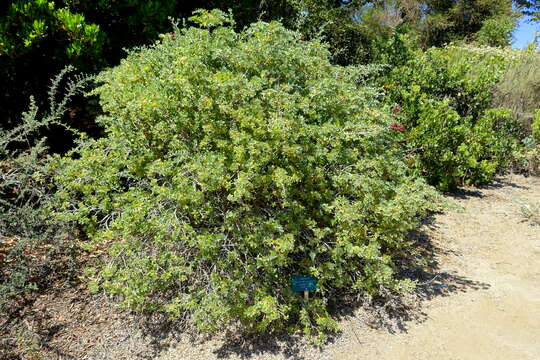 Image of Dune sage