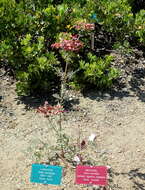 Image of Salvia lanceolata Lam.