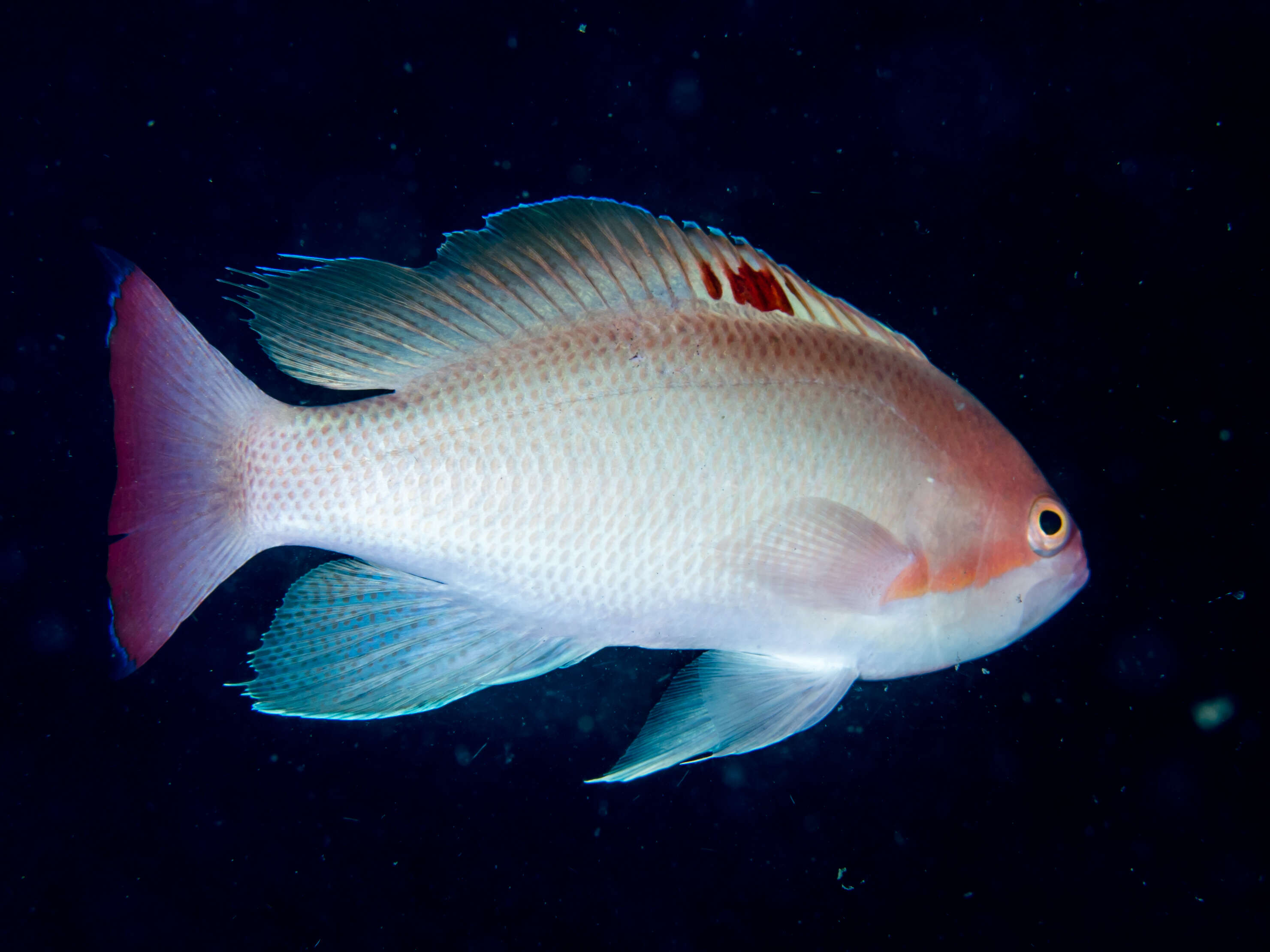 Image of Stocky anthias