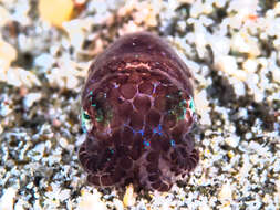 Image of Humming-bird Bobtail Squid