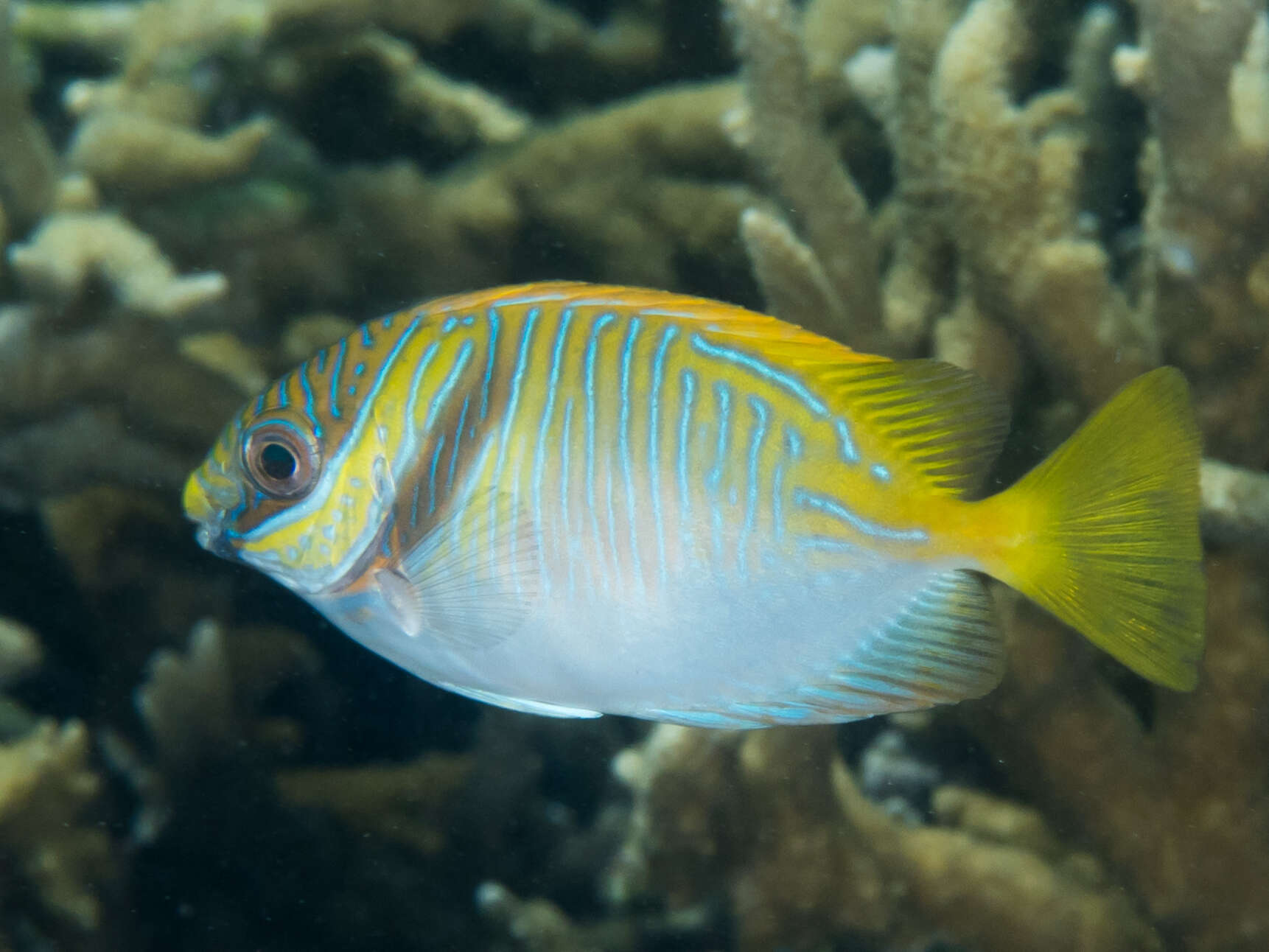 Image of Barred rabbitfish