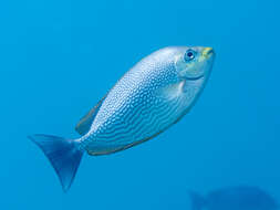 Image of Blue-spotted spinefoot