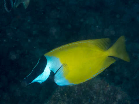 Image of Foxface rabbitfish