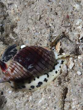 Plancia ëd Nassarius glans (Linnaeus 1758)